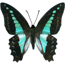 Blue Triangle - Graphium sarpedon icon